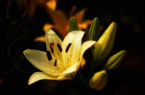 醒醒，老公失忆后把我宠成祖宗了,从妻子到祖宗的甜蜜转变